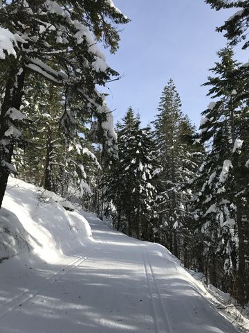 Larch trail