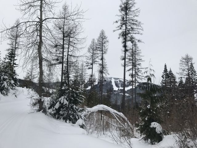 Trail near Tripps Knob