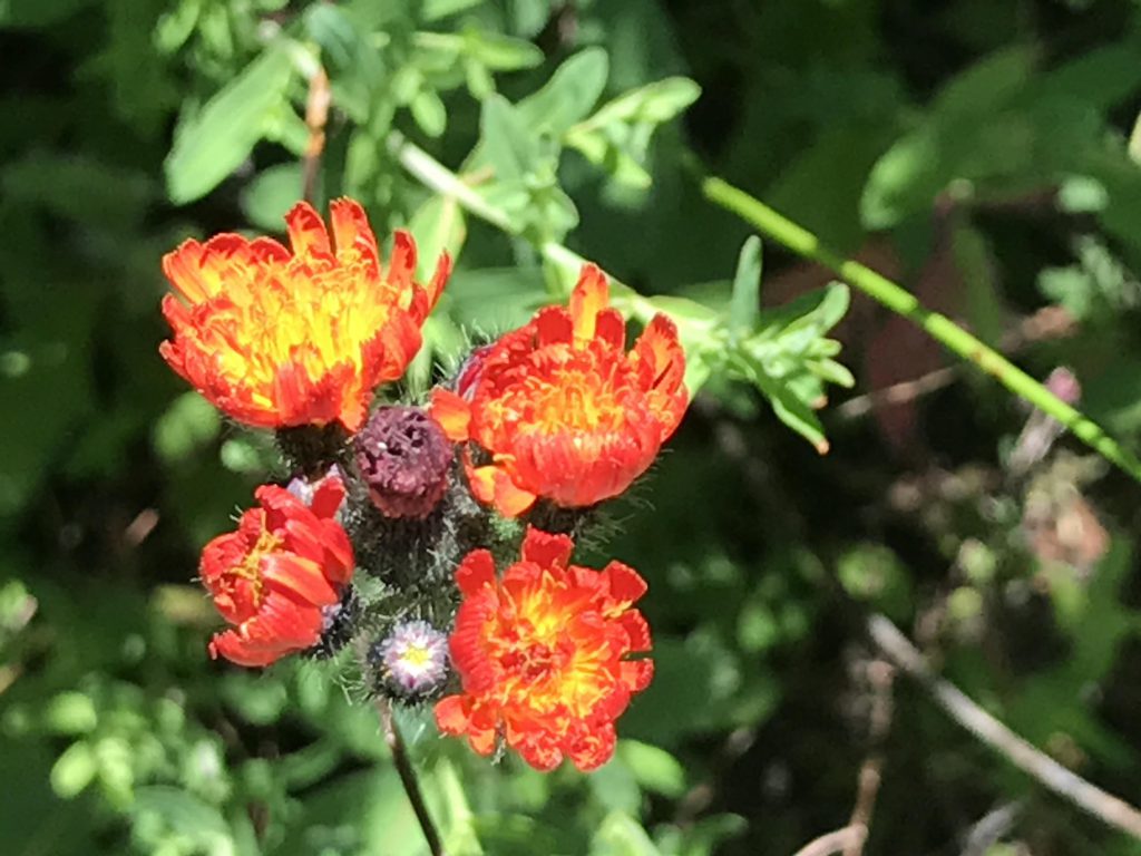 Evans Landing NaughtyHiker