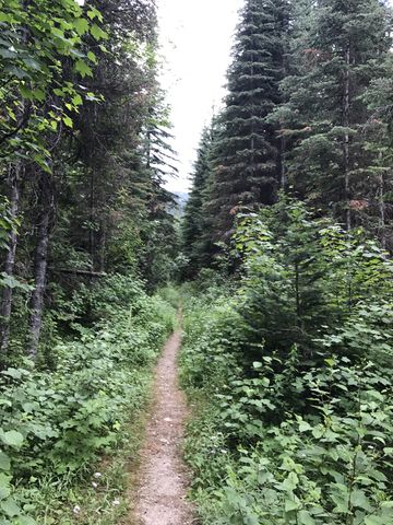 The first mile follows an overgrown logging road