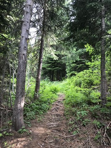 Trail #6 is a neat single-track climbing along the side of the mountain