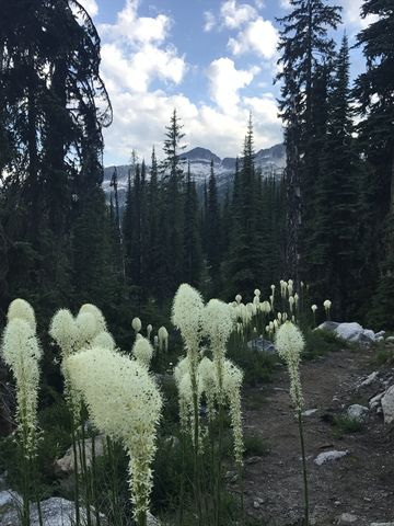 Beargrass and view towards the Seven Sisters