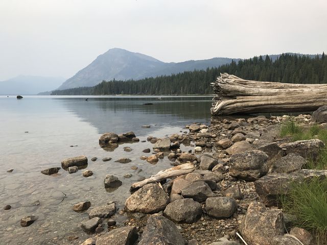 A huge tree rotting away on the shore of Lake Wenatchee