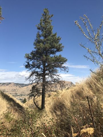 Lots of tall grass and few trees…