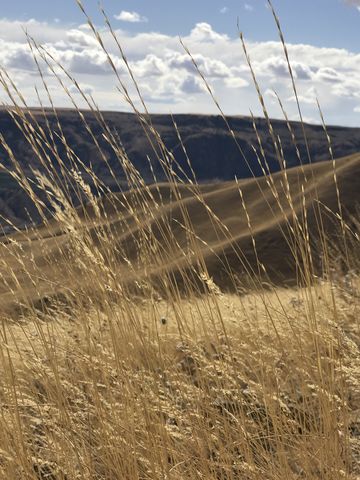 Tall yellow grasses as far as the eye can see