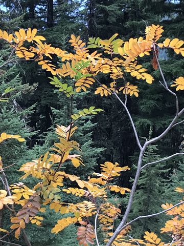 Mountain ash in autumn clothing