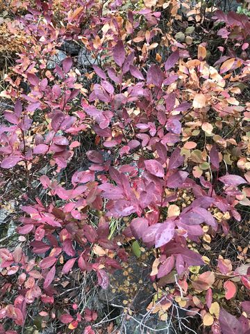 Huckleberries turned purple