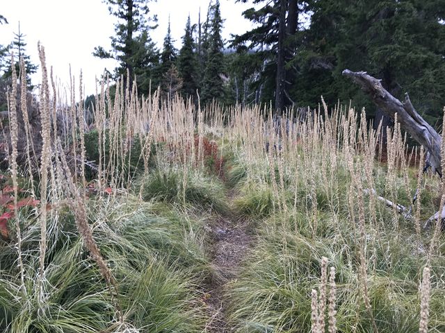 Dead beargrass stalks abound, indicating that would be a perfect early summer hike