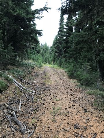 The old access road to the Pond Peak lookout