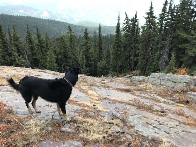 Naughty taking in the view from the south end of Pond Peak