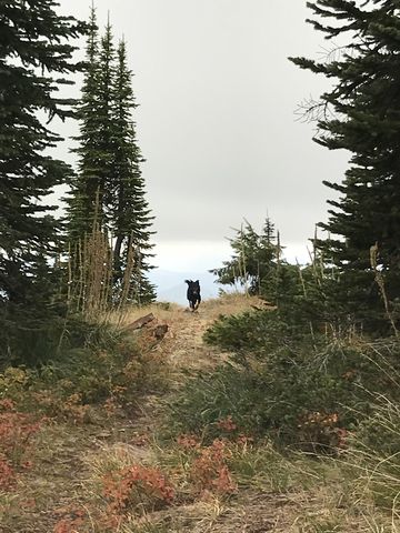 Heading back towards Sentinel Peak