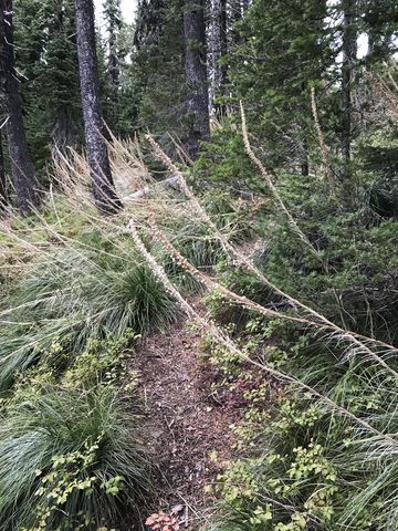 The trail less travelled towards Downey Peak