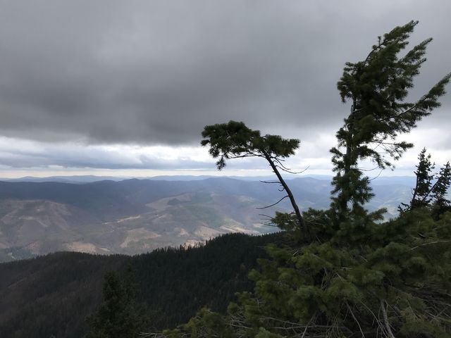 Wind-whipped conifers on Downey ridge