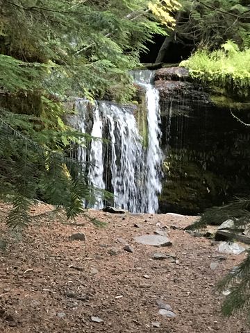 Fern Falls through the evergreens