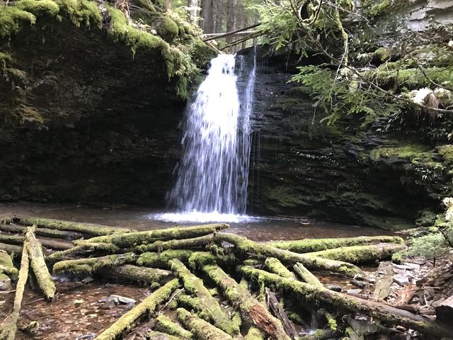 Shadow Falls cascading into a pool surrounded by moss-covered timber