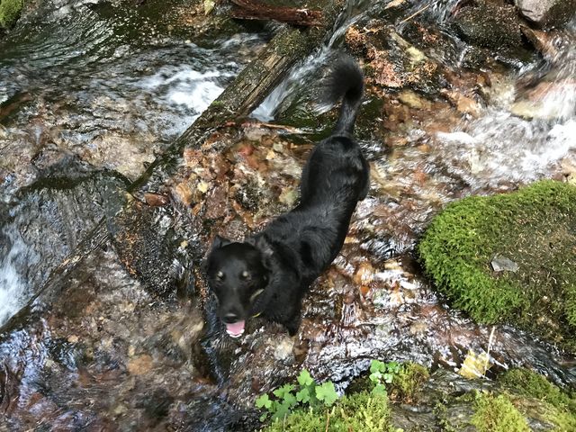 Naughty checking out the falls