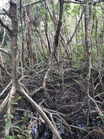 Mangrove is the dominant tree