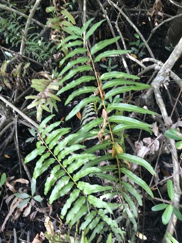 Leather fern