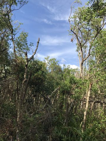 Opening in mangrove forest