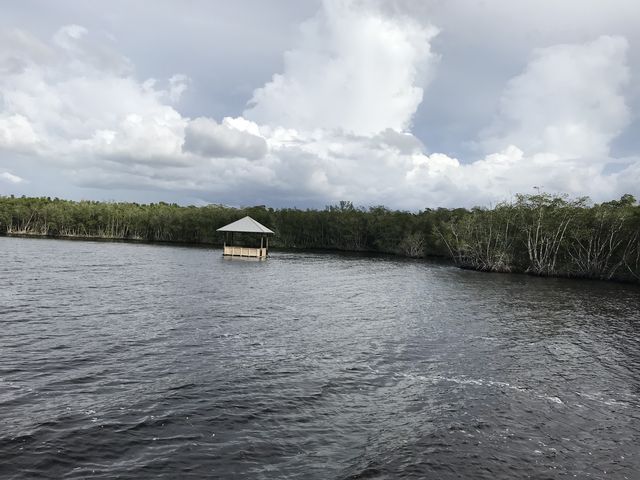 Red mangrove thickets