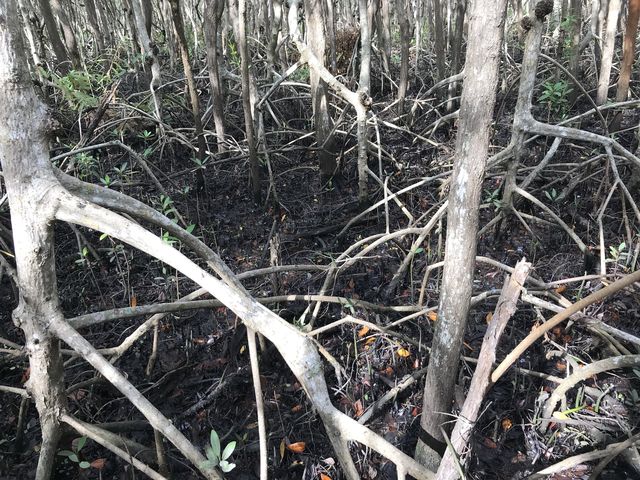 More mangroves. The roots are submerged at high tide