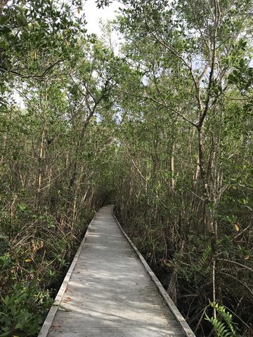 Getting tired of mangroves yet?