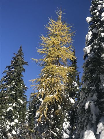 Larch