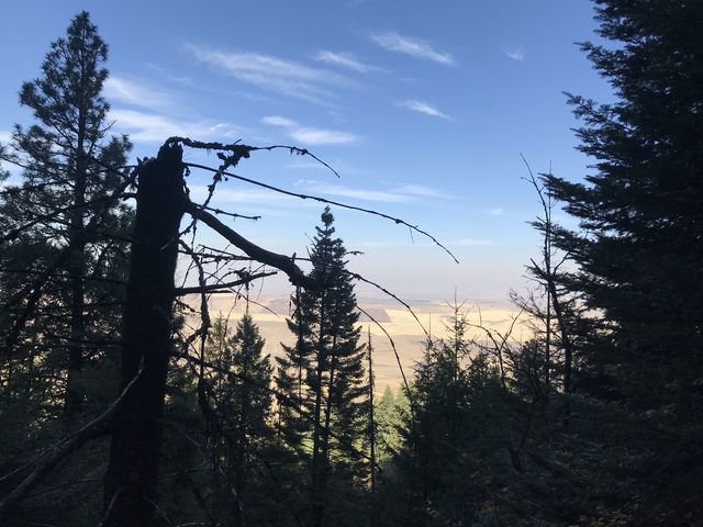 Looking westwards through the trees