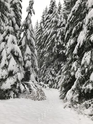 Trail near trailhead