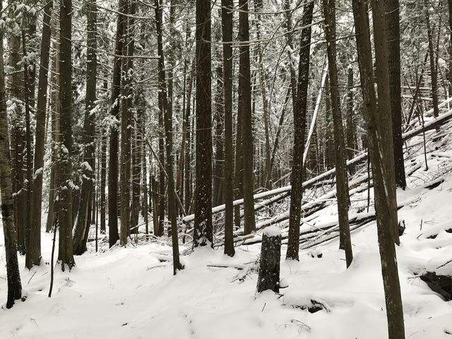 Most of the trail is in dense cedar forest