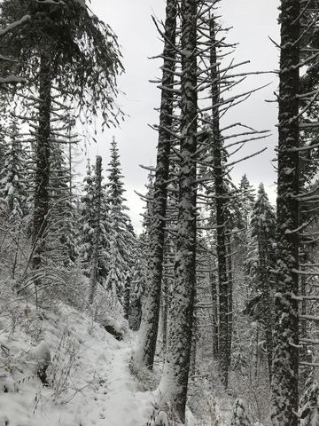 The forest opens up a bit as you near the lake