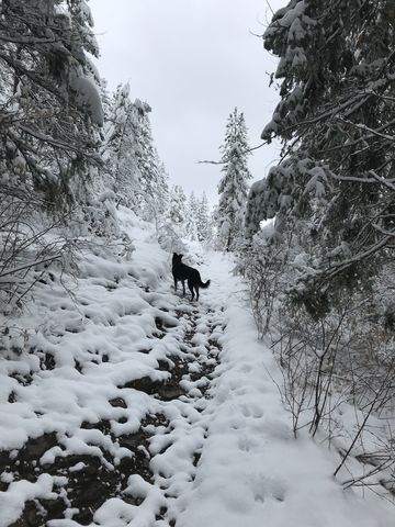 Trail #117 near the trailhead