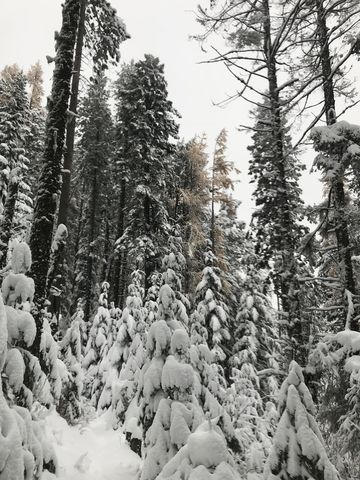 The larches are pretty this time of year