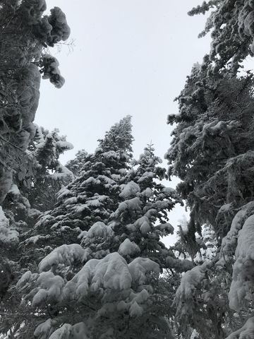 Snow-covered trees near the top