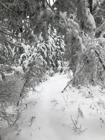 Virgin snow along the ridgetop