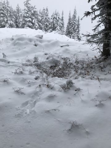 Elk or moose bed near the saddle