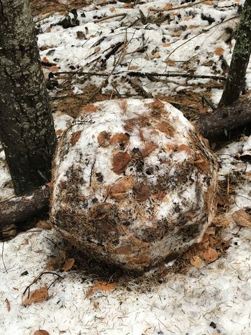 A mighty big snowball!