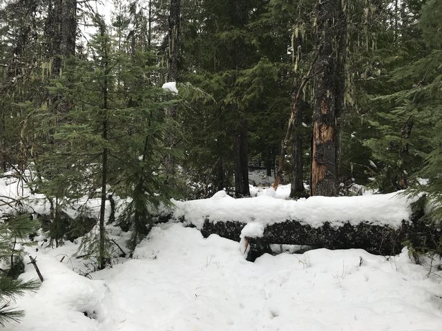 A few downed trees on the ascent to Lakeview Mountain