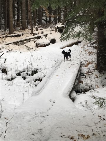 A couple bridges make life easy on trail #269 (Lakeview Mountain)