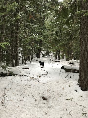 The forest is much denser while climbing Lakeview Mountain