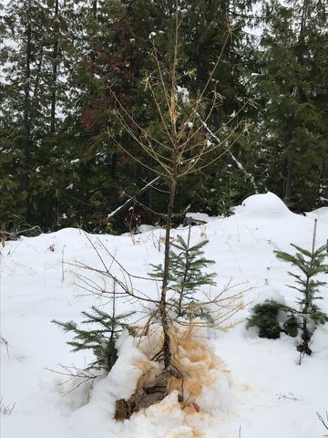 A larch, having shed its clothes for the winter