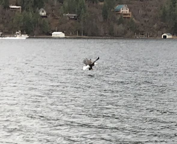 An eagle catching salmon