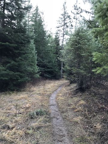 Much of the Bedrock Ridge trail is single-track using the bed of an old logging road