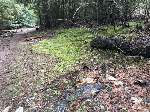 Moss-covered trail (Bedrock Ridge)