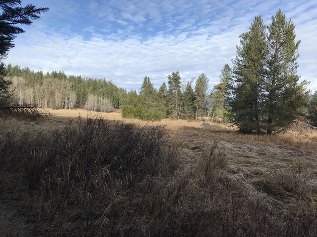 Marshy area along Newman Lake