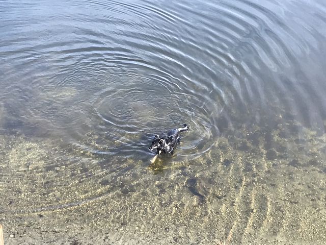 Naughty cooling off in Newman Lake