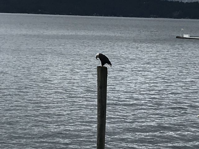 An eagle devouring a fish