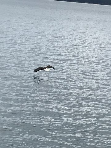 An eagle fishing