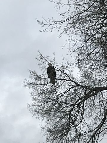 An eagle in a tree. Took this with an iPhone…