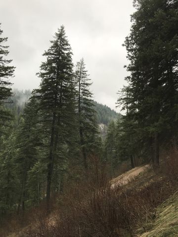 View of steep forested hillsides from trail #3